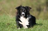 BORDER COLLIE 1520